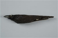 藏品(巨嘴鴉)的圖片